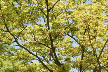 Bahar mevsiminde çeşitli Japon akçaağaç yaprakları ve çiçekleri. Sapindaceae Yaprak döken Ağaç.