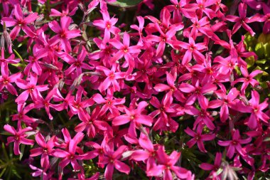  Yosun filizi ilkbahardan yazın başına kadar çiçek açar ve bir çiçek halısı gibi görünür.