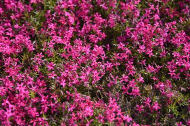  Yosun filizi ilkbahardan yazın başına kadar çiçek açar ve bir çiçek halısı gibi görünür.