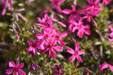  Yosun filizi ilkbahardan yazın başına kadar çiçek açar ve bir çiçek halısı gibi görünür.
