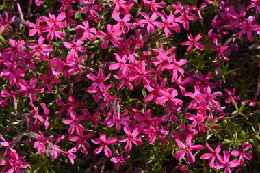  Yosun filizi ilkbahardan yazın başına kadar çiçek açar ve bir çiçek halısı gibi görünür.