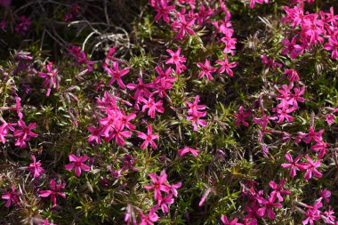  Yosun filizi ilkbahardan yazın başına kadar çiçek açar ve bir çiçek halısı gibi görünür.