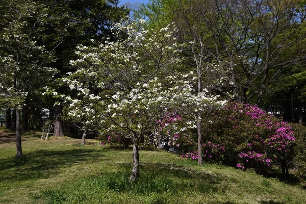 Άνθη Από Ξύλο Σκύλου Dogwood Είναι Ένα Φυλλοβόλο Δέντρο Cornaceae — Φωτογραφία Αρχείου
