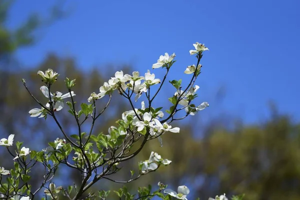 Dogwood Blossoms Dogwood Cornaceae Deciduous Tree Blooms White Pink Flowers — Stock Photo, Image