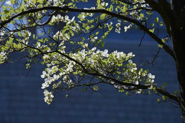 Hartriegel Blüht Hartriegel Ist Ein Laubbaum Der Cornaceae Der Von — Stockfoto