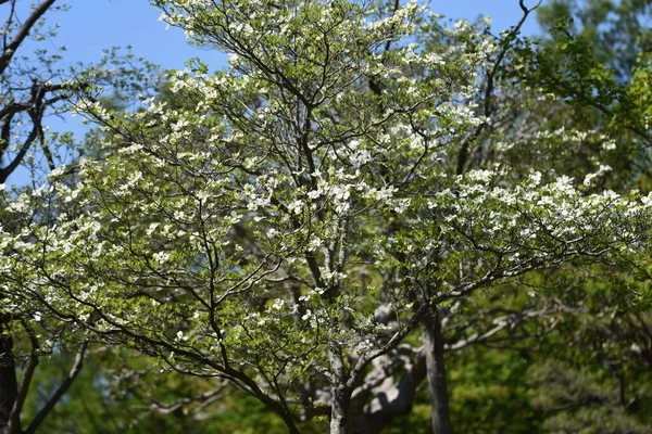 Květy Dogwoodu Dogwood Listnatý Strom Který Kvete Období Dubna Května — Stock fotografie