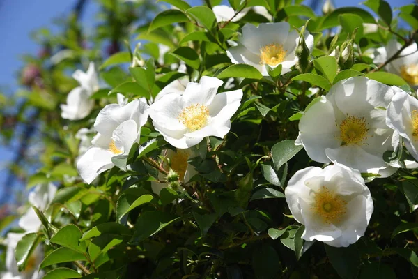 Cherokee Rose Rosa Laevigata Blossoms Rosaceae Evergreen Vine — Stock Photo, Image