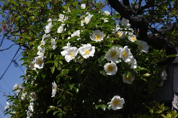 Rosa Cherokee Rosa Laevigata Flores Rosaceae Videira Perene — Fotografia de Stock