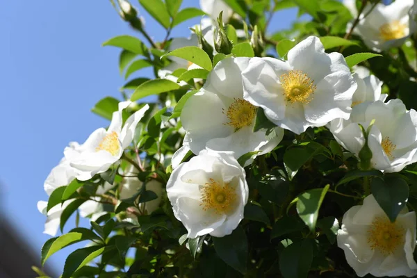 Cherokee Rose Rosa Laevigata Blossoms Rosaceae Evergreen Vine — Stock Photo, Image
