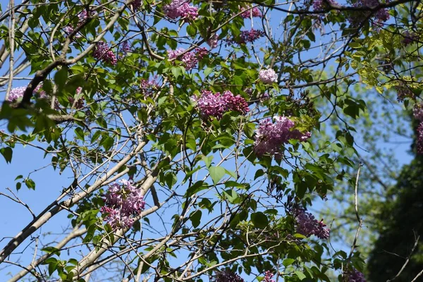 Lilac Kvete Oleaceae Listnatý Strom — Stock fotografie