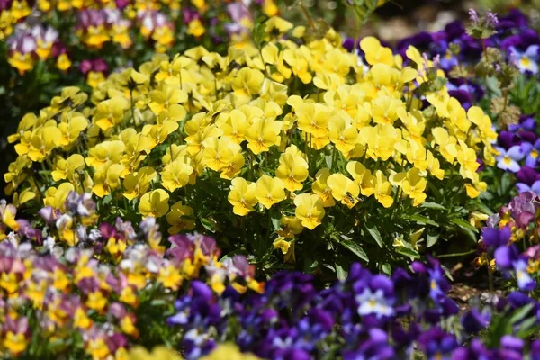花の絨毯のように見える植物公園で満開のヴィオラ — ストック写真