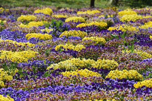 Viola Plena Floração Parque Botânico Que Parece Com Tapete Flores — Fotografia de Stock