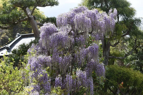 Wisteria Volle Bloei Fabaceae Bladverliezende Wijnstok — Stockfoto