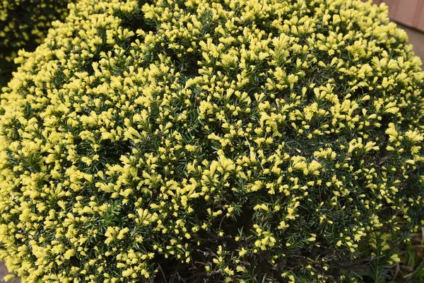 Yuvarlak Budanmış Cüce Japon Porsuğu Taxaceae Her Zaman Yeşil Çalı — Stok fotoğraf