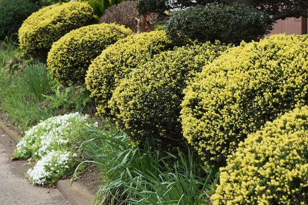 Yuvarlak budanmış cüce Japon porsuğu. Taxaceae her zaman yeşil çalı.