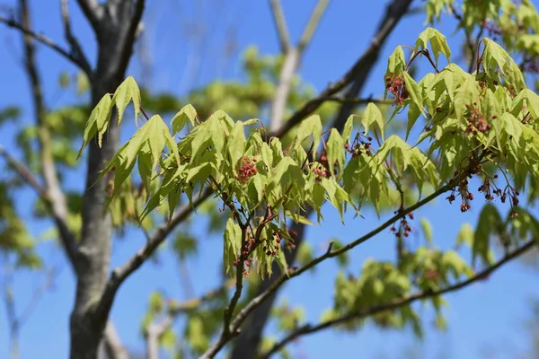 春には様々な種類の モミジ の葉や花を咲かせます サピンダイヤ Acer落葉樹 — ストック写真