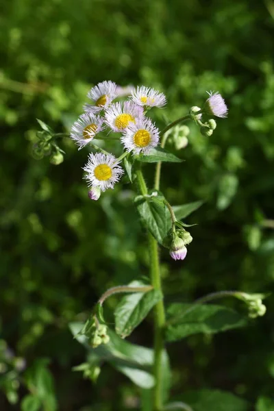 Fiori Pulce Philadelphia Asteraceae Pianta Perenne — Foto Stock