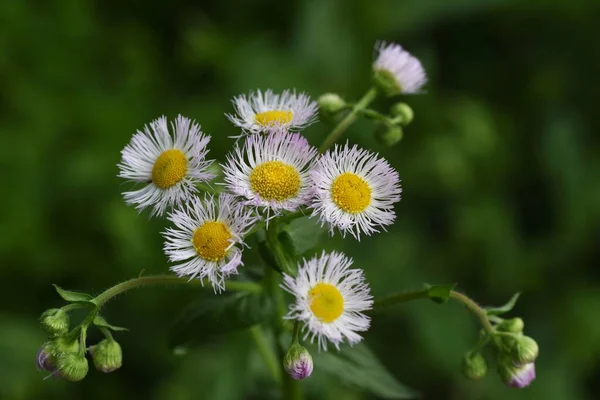 Filadelfijskie Pchle Kwiaty Roślina Wieloletnia Asteraceae — Zdjęcie stockowe