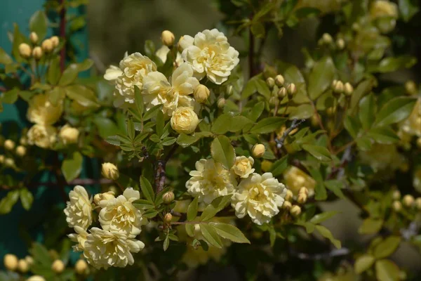 Banksia Gül Çiçekleri Rosaceae Her Zaman Yeşil Üzüm Çalısı — Stok fotoğraf