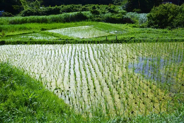 Rice Cultivation Japanese Traditional Farming Rice Growth — Stock Photo, Image