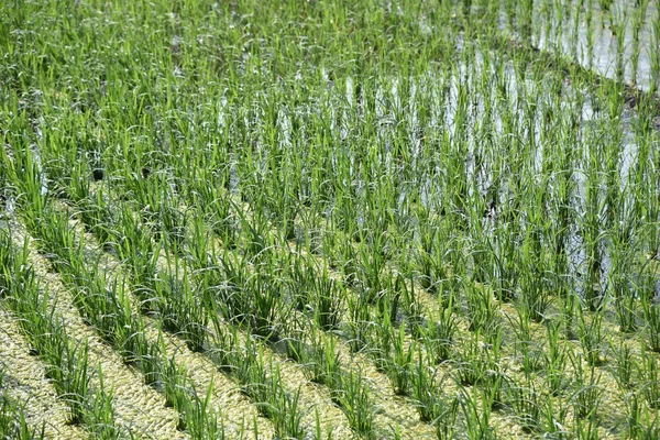 Rice Cultivation Japanese Traditional Farming Rice Growth — Stock Photo, Image