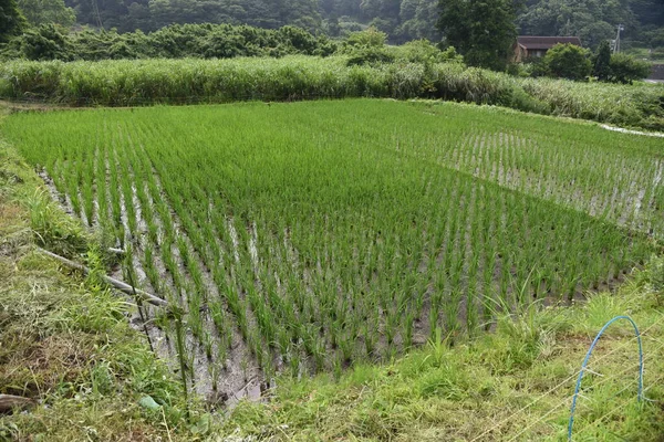 Rice Cultivation Japanese Traditional Farming Rice Growth — Stock Photo, Image