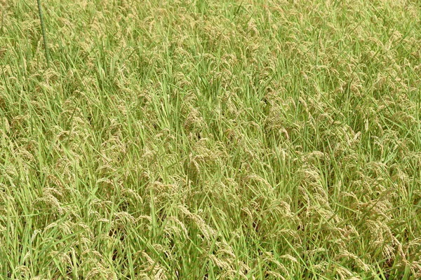 水稻种植 日本传统耕作和水稻种植 — 图库照片