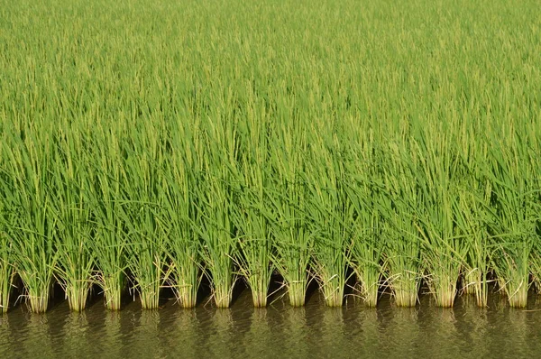 Cultivo Arroz Cultivo Tradicional Japonês Crescimento Arroz — Fotografia de Stock