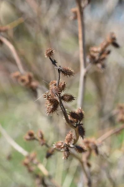 Cocklebur Fowner Common Cacklebur 가시가 과일을 붙이고 인간의 달라붙는다 씨앗은 — 스톡 사진