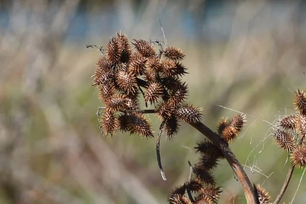 Cocklebur Seed Cocklebur Comune Attacca Frutta Spinosa Dopo Fiore Attacca — Foto Stock