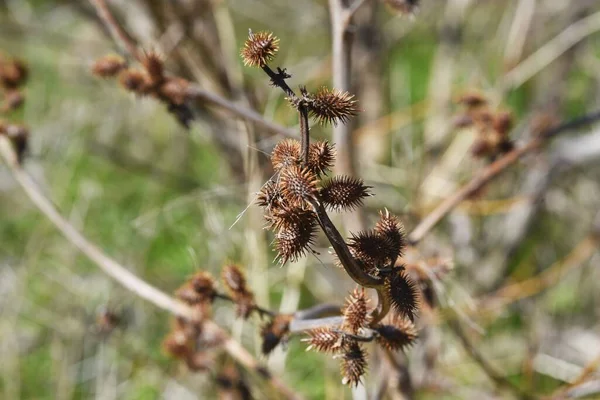 Насіння Cocklebure Common Cocklebur Прикріплює Плоди Після Квітки Прилипає Тіла — стокове фото