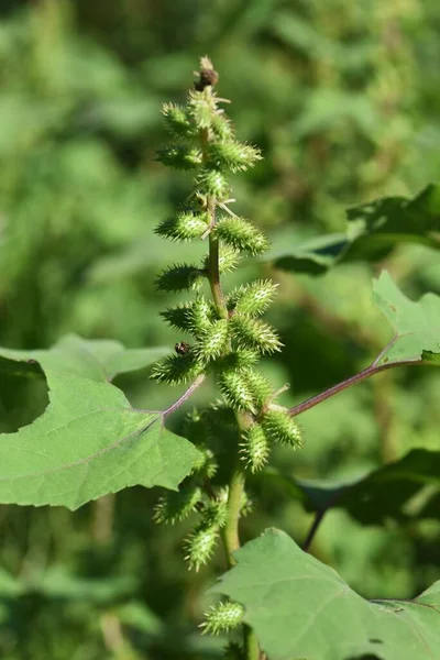 Cocklebur Semente Coclebur Comum Atribui Frutos Espinhosos Após Flor Adere — Fotografia de Stock