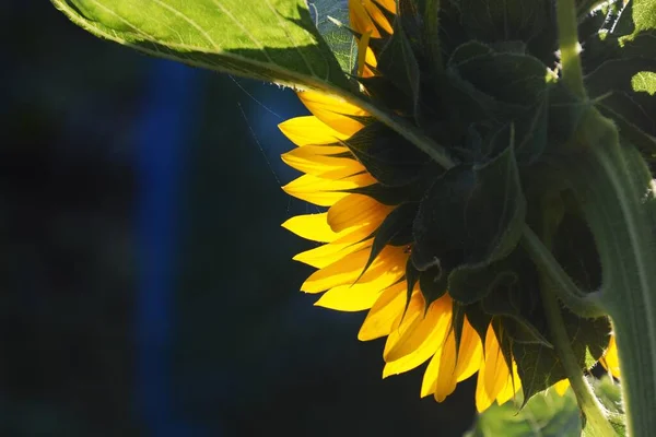 Documents Information Saisonniers Été Tournesols — Photo