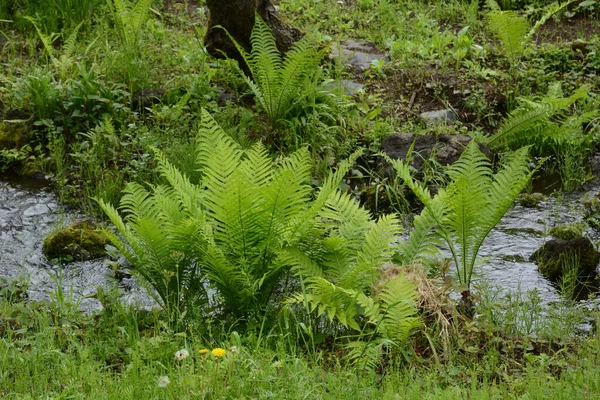 Die Triebe Des Straußenfarns Sind Essbare Wildpflanzen — Stockfoto