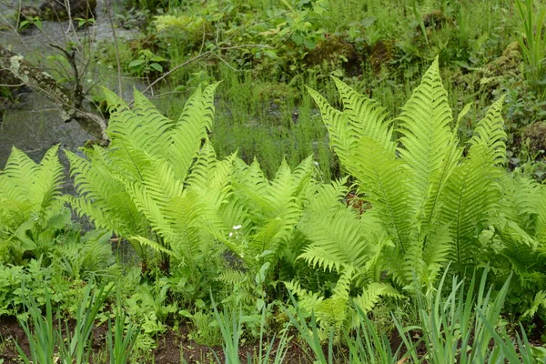 Die Triebe Des Straußenfarns Sind Essbare Wildpflanzen — Stockfoto