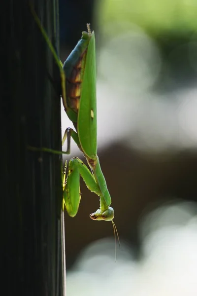 Mantide Indo Pacifica Femmina Hierodula Patellifera — Foto Stock