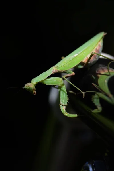 Индо Тихоокеанская Мантия Самка Patrodula Patrofera — стоковое фото