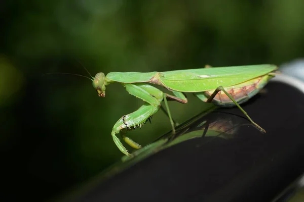 Индо Тихоокеанская Мантия Самка Patrodula Patrofera — стоковое фото