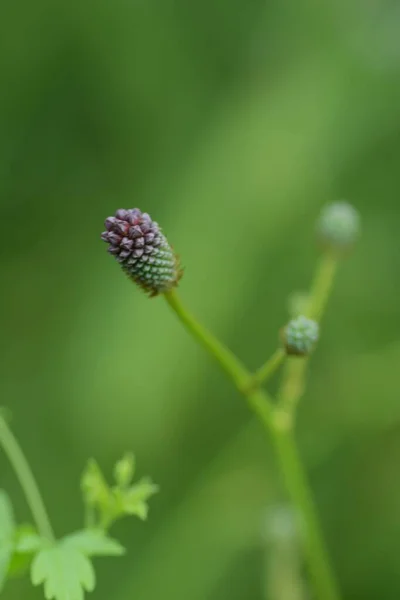 Great Burnet Flowers Japan — Stock Photo, Image