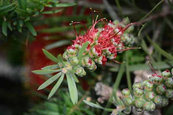 Flowers Bottlebrush Myrtaceae Evergreen Shrub — Stock Photo, Image