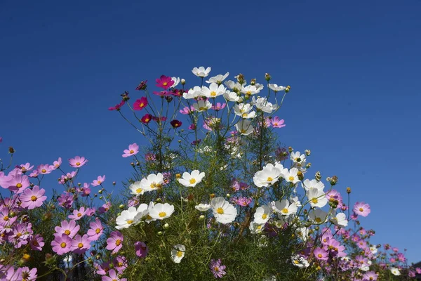 Hösten Säsong Bakgrund Kosmos Blommor — Stockfoto