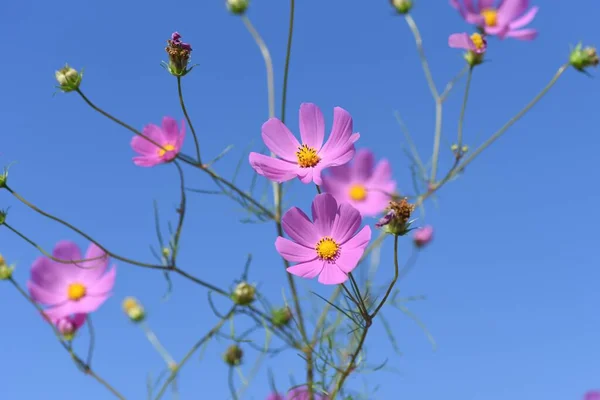 Jesienne Tło Sezonowe Kosmos Kwiaty — Zdjęcie stockowe