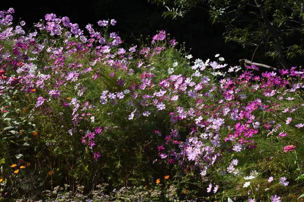 Hösten Säsong Bakgrund Kosmos Blommor — Stockfoto