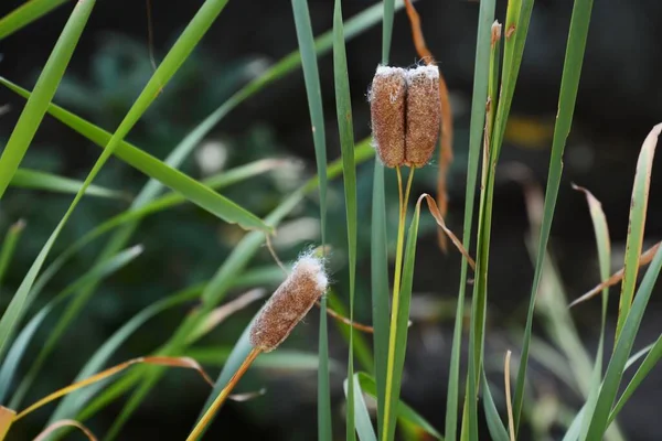 Cattail Fluff Typhaceae Emerged Plant — Stock Photo, Image