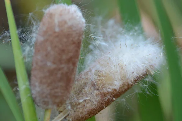 Cattail Fluff Typhaceae 모습을 드러냈다 — 스톡 사진