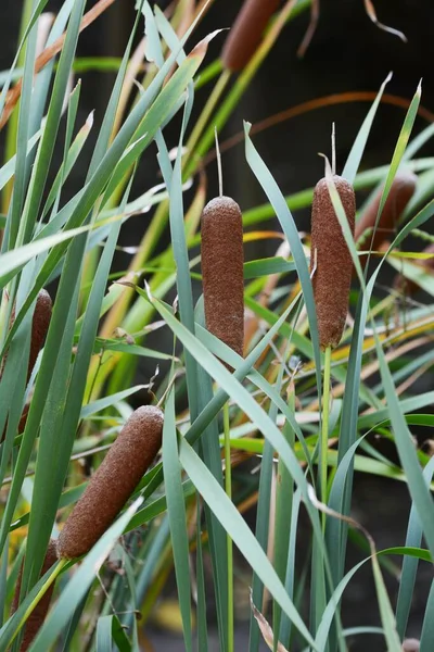 Cattail Fluff Typhaceae Emerged Plant — Stock Photo, Image