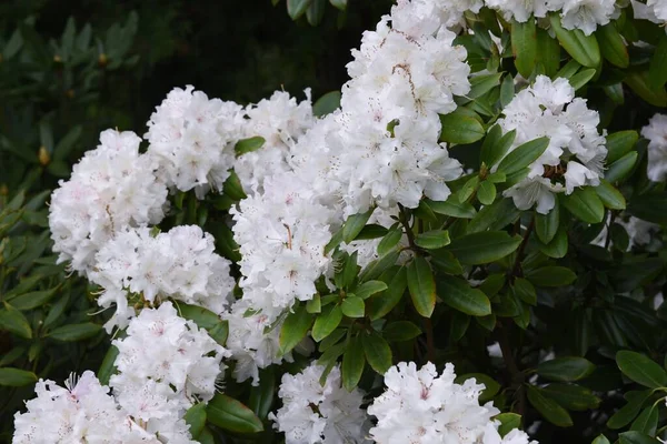 Rhododendron Fleurs Blanches Est Élégant Beau — Photo