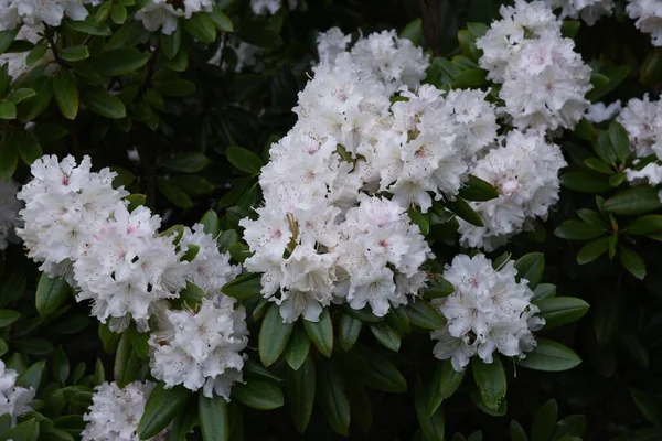 Rhododendron White Blossoms Elegant Beautiful — Stock Photo, Image