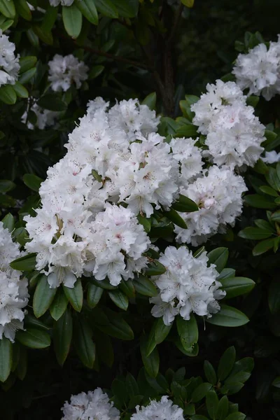 Rododendro Fiori Bianchi Elegante Bella — Foto Stock