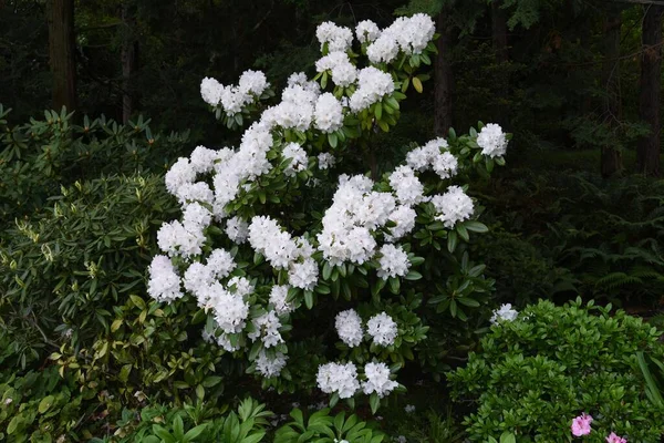 Rododendro Fiori Bianchi Elegante Bella — Foto Stock